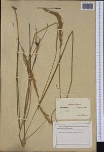 Calamagrostis varia (Schrad.) Host, Western Europe (EUR) (France)