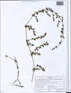 Galium humifusum M.Bieb., Eastern Europe, South Ukrainian region (E12) (Ukraine)
