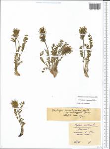 Oxytropis vassilczenkoi subsp. substepposa Jurtzev, Siberia, Chukotka & Kamchatka (S7) (Russia)