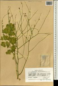 Crambe orientalis L., South Asia, South Asia (Asia outside ex-Soviet states and Mongolia) (ASIA) (Afghanistan)