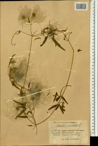 Clematis orientalis L., South Asia, South Asia (Asia outside ex-Soviet states and Mongolia) (ASIA) (China)