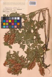 Glycyrrhiza glabra L., Eastern Europe, Eastern region (E10) (Russia)