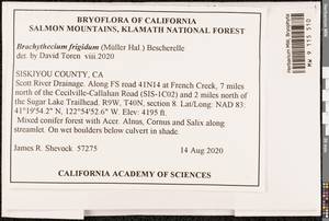 Brachythecium frigidum (Müll. Hal.) Besch., Bryophytes, Bryophytes - America (BAm) (United States)