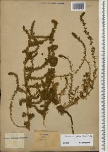 Panderia pilosa Fisch. & C. A. Mey., Caucasus, Azerbaijan (K6) (Azerbaijan)