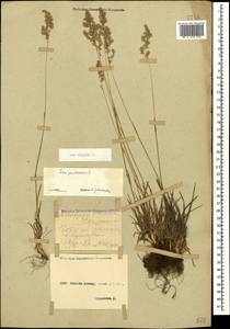 Poa alpina L., Caucasus, Stavropol Krai, Karachay-Cherkessia & Kabardino-Balkaria (K1b) (Russia)