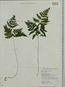 Gymnocarpium jessoense, Siberia, Russian Far East (S6) (Russia)