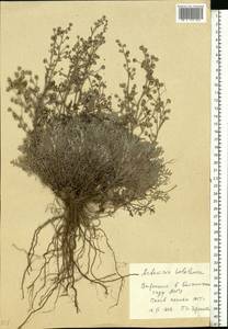 Artemisia hololeuca M. Bieb. ex Besser, Eastern Europe, Moscow region (E4a) (Russia)