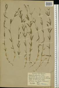 Stellaria palustris (Murray ex Ehrh.) Hoffm., Eastern Europe, Moscow region (E4a) (Russia)