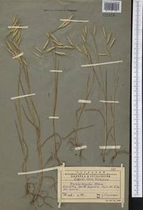 Bromus oxyodon Schrenk, Middle Asia, Western Tian Shan & Karatau (M3) (Kazakhstan)