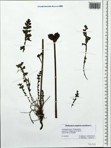 Pedicularis sceptrum-carolinum, Eastern Europe, Northern region (E1) (Russia)