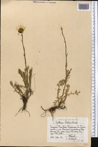Tanacetum richterioides (C. Winkl.) K. Bremer & Humphries, Middle Asia, Western Tian Shan & Karatau (M3) (Uzbekistan)