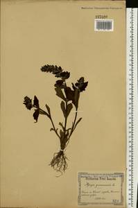 Ajuga genevensis L., Eastern Europe, North Ukrainian region (E11) (Ukraine)