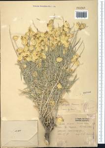 Astragalus krauseanus Regel, Middle Asia, Western Tian Shan & Karatau (M3) (Kyrgyzstan)