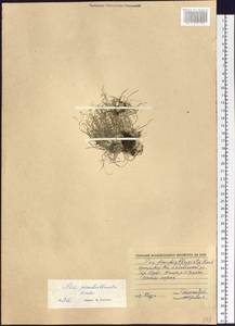 Poa pseudoabbreviata Roshev., Siberia, Baikal & Transbaikal region (S4) (Russia)