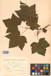 Ribes latifolium Jancz., Siberia, Russian Far East (S6) (Russia)