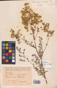 Thalictrum simplex L., Eastern Europe, Central region (E4) (Russia)