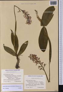 Orchis militaris subsp. stevenii (Rchb.f.) B.Baumann & al., Caucasus, Black Sea Shore (from Novorossiysk to Adler) (K3) (Russia)