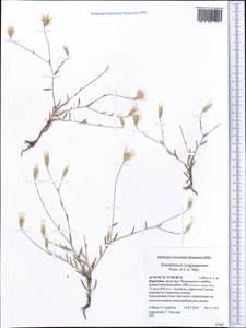 Xeranthemum longepapposum Fisch. & C. A. Mey., Middle Asia, Western Tian Shan & Karatau (M3) (Kyrgyzstan)