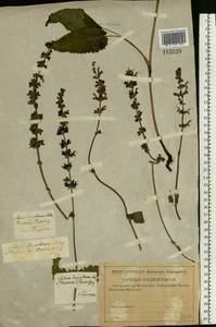 Salvia dumetorum Andrz. ex Besser, Eastern Europe, Central region (E4) (Russia)