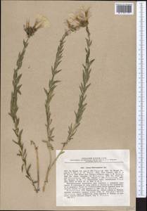 Linum heterosepalum, Middle Asia, Northern & Central Tian Shan (M4) (Kazakhstan)