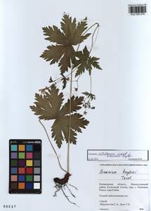 KUZ 000 279, Geranium albiflorum Ledeb., Siberia, Altai & Sayany Mountains (S2) (Russia)