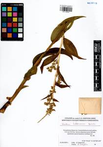 Veratrum lobelianum Bernh., Siberia, Baikal & Transbaikal region (S4) (Russia)