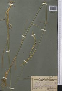 Leymus akmolinensis (Drobow) Tzvelev, Middle Asia, Muyunkumy, Balkhash & Betpak-Dala (M9) (Kazakhstan)