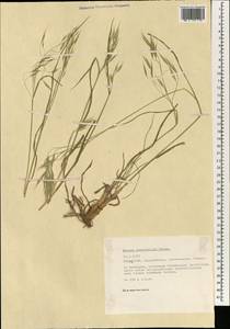 Bromus tomentellus Boiss., South Asia, South Asia (Asia outside ex-Soviet states and Mongolia) (ASIA) (Turkey)