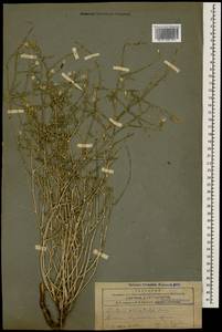 Lactuca orientalis subsp. orientalis, Caucasus, Armenia (K5) (Armenia)