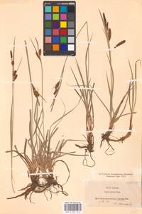Carex flacca Schreb., Eastern Europe, Estonia (E2c) (Estonia)