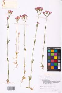 Centaurium erythraea, Eastern Europe, Western region (E3) (Russia)