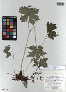 KUZ 000 261, Geranium albiflorum Ledeb., Siberia, Altai & Sayany Mountains (S2) (Russia)