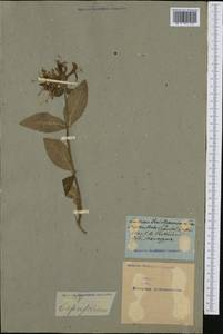 Lonicera periclymenum L., Western Europe (EUR) (Not classified)