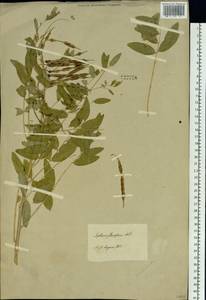 Sophora flavescens Aiton, Siberia, Baikal & Transbaikal region (S4) (Russia)