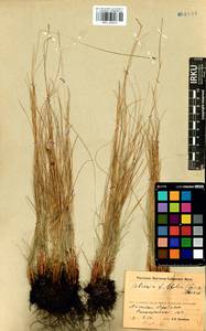 Carex macroprophylla (Y.C.Yang) S.R.Zhang, Siberia, Baikal & Transbaikal region (S4) (Russia)