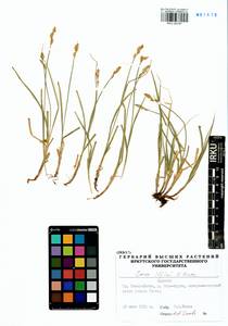 Carex iljinii V.I.Krecz., Siberia, Baikal & Transbaikal region (S4) (Russia)