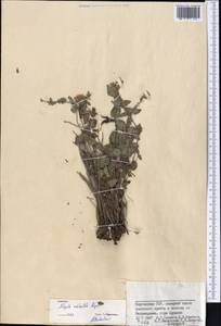Nepeta subhastata Regel, Middle Asia, Pamir & Pamiro-Alai (M2) (Kyrgyzstan)