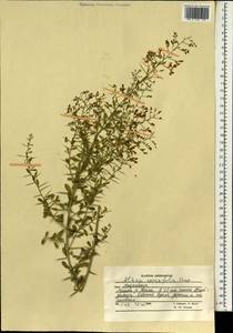 Alhagi sparsifolia Shap., South Asia, South Asia (Asia outside ex-Soviet states and Mongolia) (ASIA) (Afghanistan)
