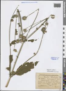 Dipsacus pilosus L., Caucasus, Krasnodar Krai & Adygea (K1a) (Russia)