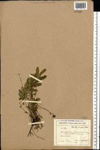 Potentilla humifusa Willd., Eastern Europe, North Ukrainian region (E11) (Ukraine)