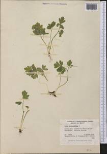 Adoxa moschatellina L., America (AMER) (Canada)