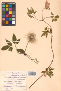 Clematis ochotensis (Pall.) Poir., Siberia, Russian Far East (S6) (Russia)