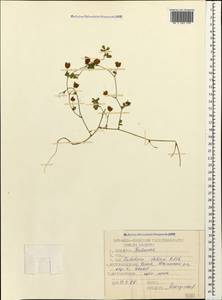 Trifolium dubium Sibth., Caucasus, North Ossetia, Ingushetia & Chechnya (K1c) (Russia)
