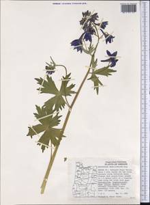 Delphinium trolliifolium A. Gray, America (AMER) (United States)