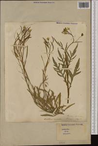 Diplotaxis muralis (L.) DC., Western Europe (EUR) (Italy)