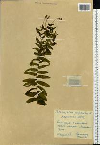 Potamogeton perfoliatus L., Siberia, Yakutia (S5) (Russia)