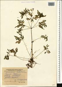 Geranium robertianum L., Caucasus, Stavropol Krai, Karachay-Cherkessia & Kabardino-Balkaria (K1b) (Russia)