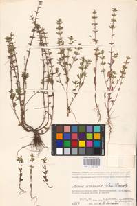 MHA 0 156 529, Clinopodium acinos (L.) Kuntze, Eastern Europe, Lower Volga region (E9) (Russia)