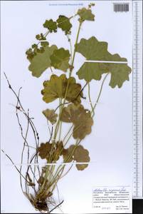 Alchemilla nemoralis Alechin, Eastern Europe, Eastern region (E10) (Russia)