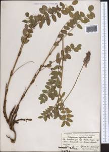 Hedysarum neglectum Ledeb., Middle Asia, Northern & Central Tian Shan (M4) (Kazakhstan)